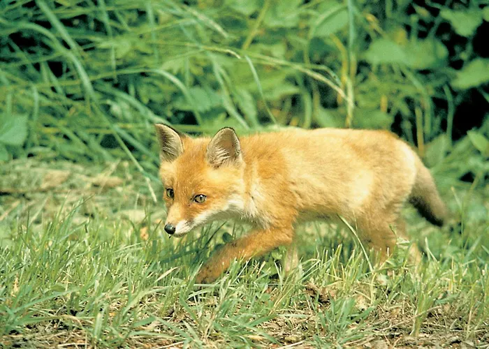 Ξενοδοχείο Wolffhotel 3*